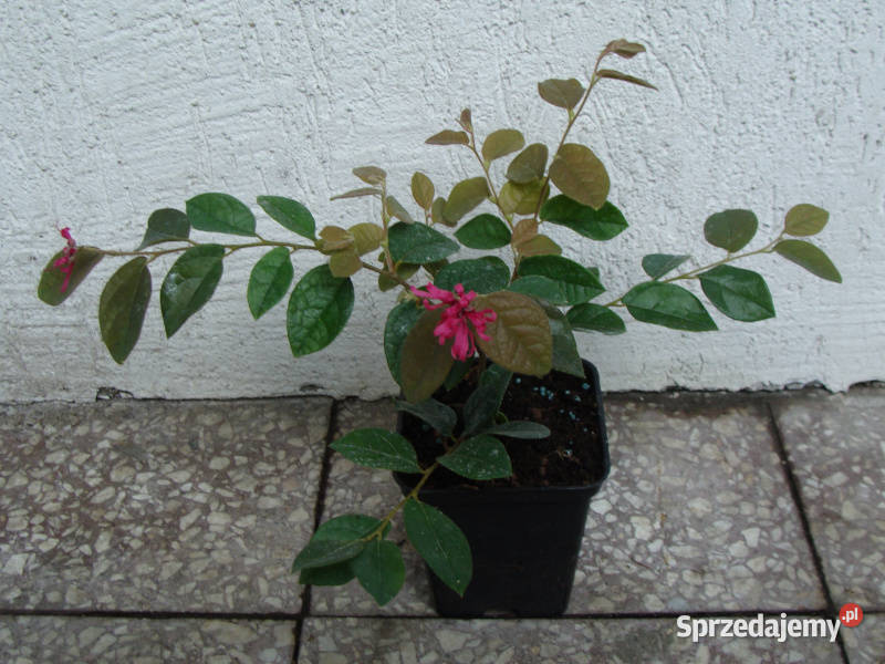 LOROPETALUM CHIŃSKIE Daybreaks Flame sadzonki w Ustronie