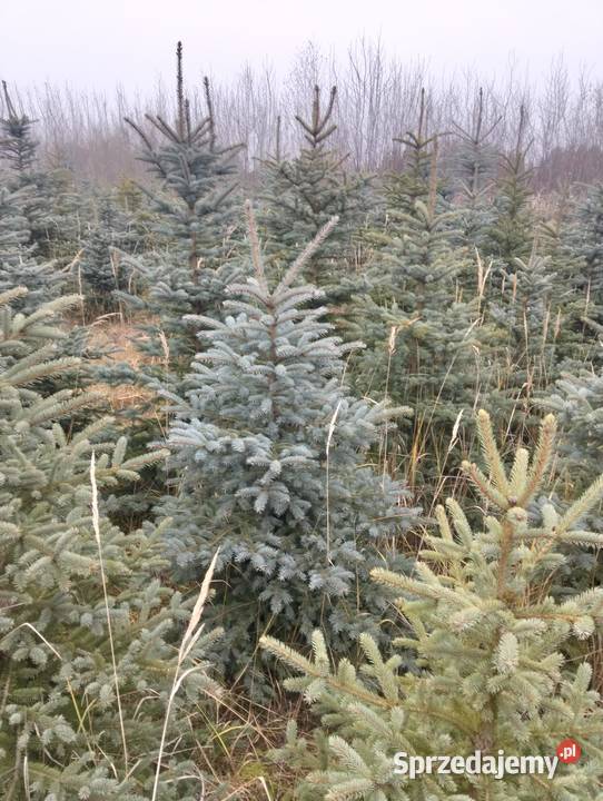 Świerk Srebrny hurt Dom i Ogród