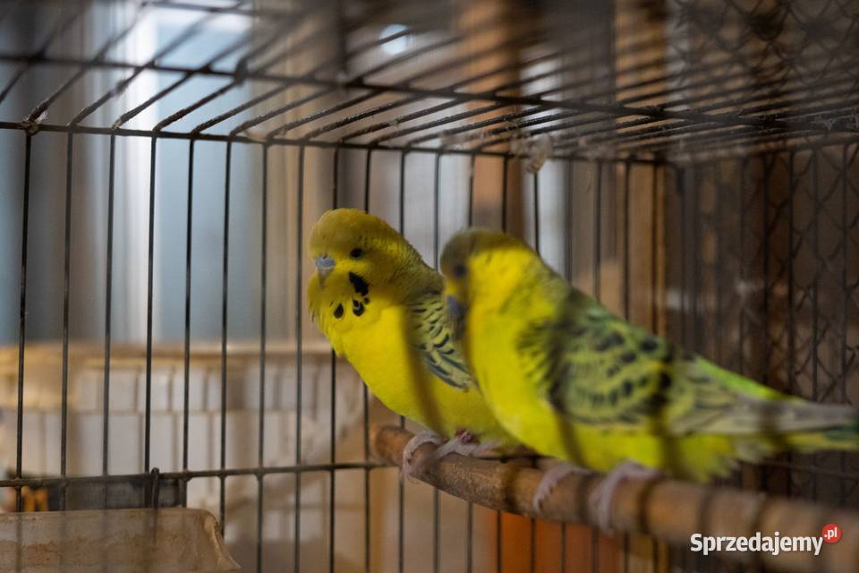 Para Papużki faliste Texas Zółte podkarpackie Chmielnik