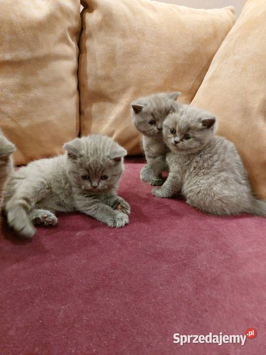 Koty kotki Brytyjskie Krótkowłose Niebieskie BSH/BRIa