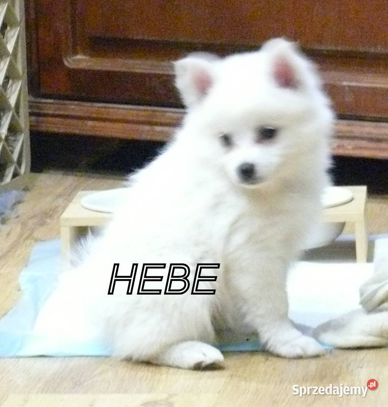 SZPIC NIEMIECKI ŚREDNI Żerniki Małe