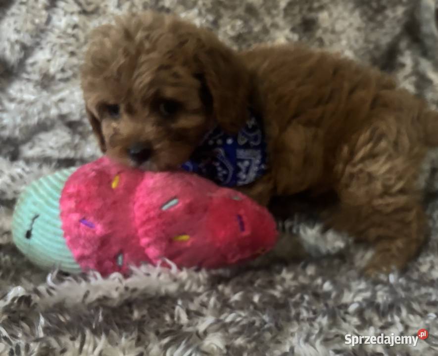 Malutkie Cavapoo szczeniaki piękne Bielany Wrocławskie sprzedam