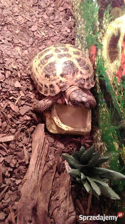 żółw lądowy stepowy razem z terrarium kujawsko-pomorskie Bydgoszcz sprzedam