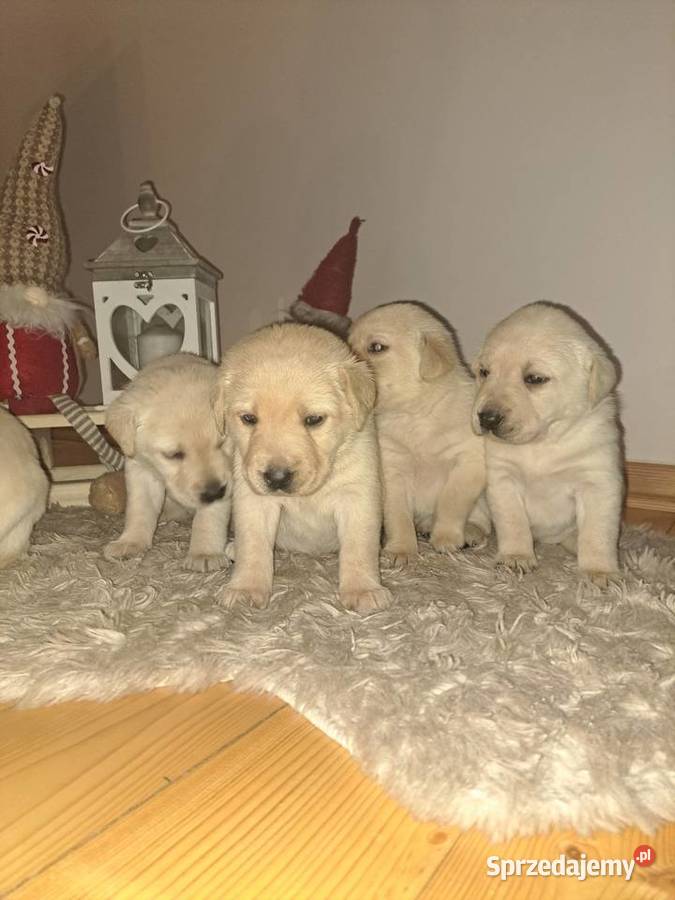 Labrador Retriever szczeniaki Tarnów