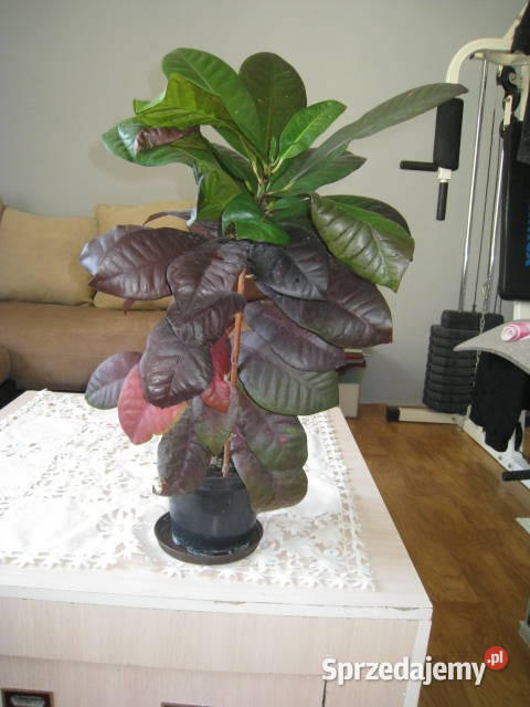 Kroton roślina doniczkowa Częstochowa