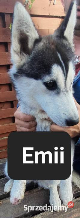 Szczeniaki syberiany husky Reda