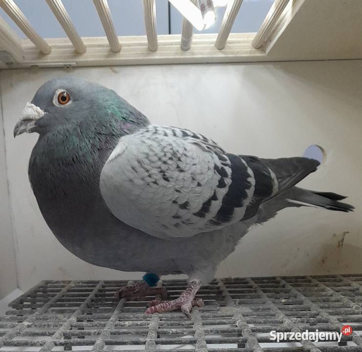 GOŁĘBIE POCZTOWE Wadowice