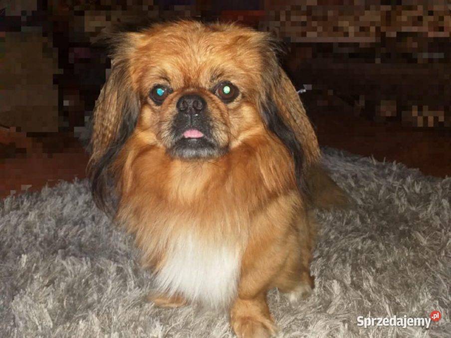 Piekińczyk trzy samce szczeniaki