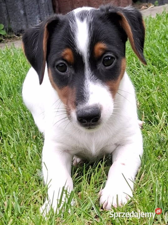 Jack Russell Terrier lubelskie Łuków