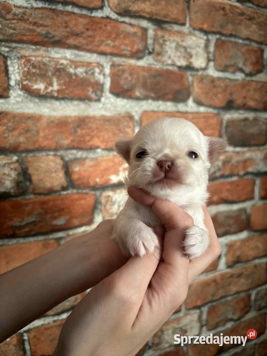 Chihuahua długowłosy chłopiec Strzelce Opolskie sprzedam