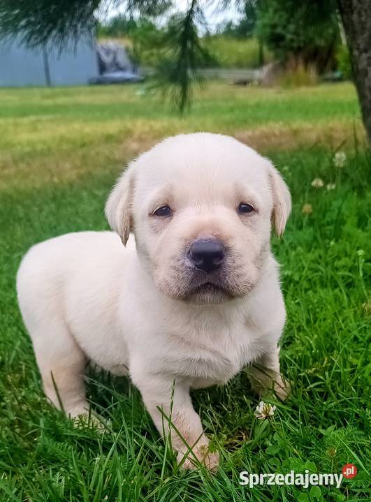 Labrador Retriever lubelskie