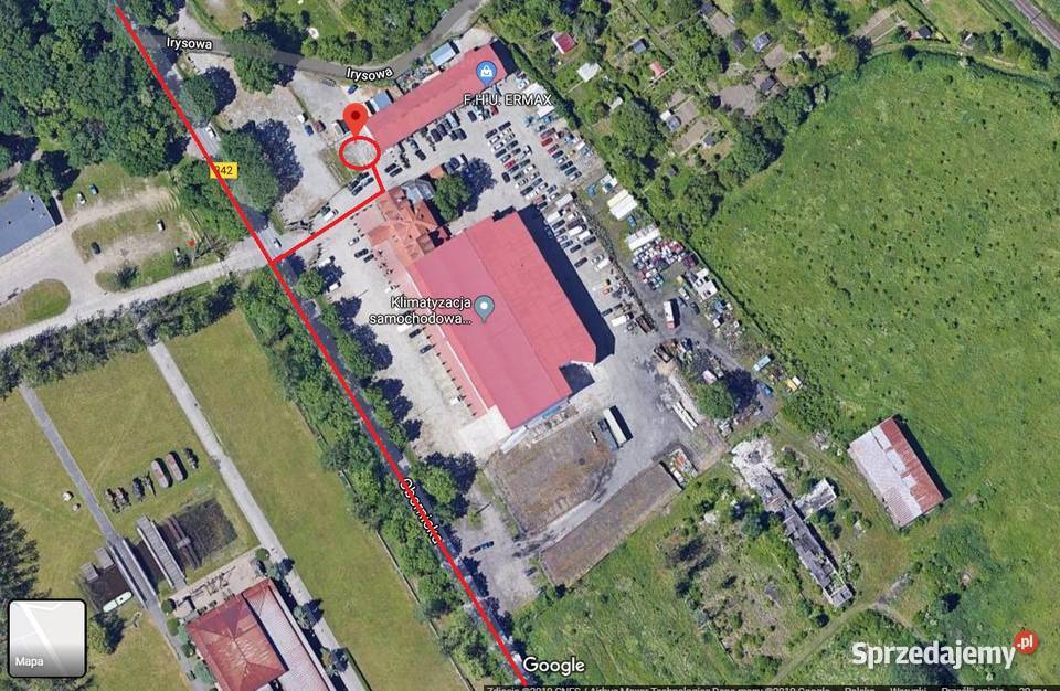 Choinka żywa choinki Jodła Kaukaska Wrocław