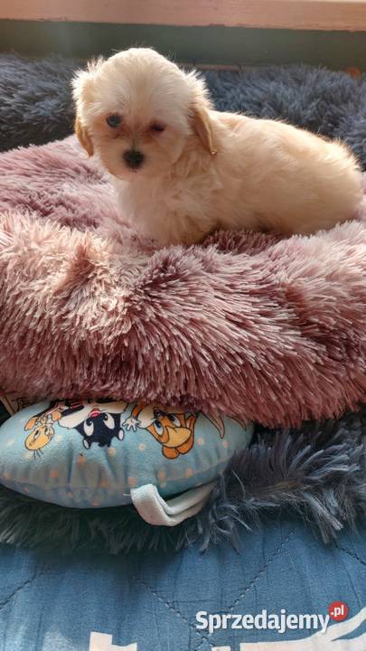 Maltipoo szczeniaczki suczki Zwierzęta Ciechanów