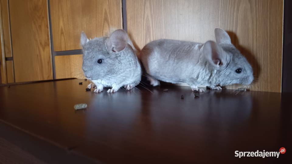 Szynszyle szynszyla młode kolorowe śląskie Jastrzębie-Zdrój