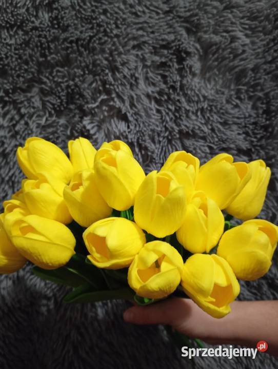 Tulipany żółty mazowieckie Radom