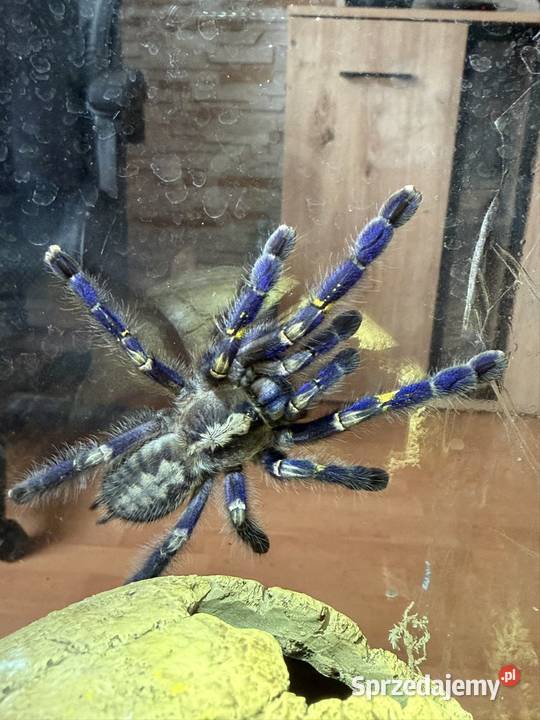 poecilotheria metallica samiczka sprzedam