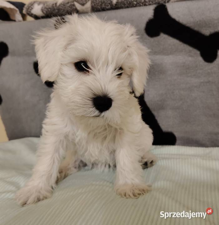 Sznaucer miniaturowy biały szczeniąta FCI Białystok
