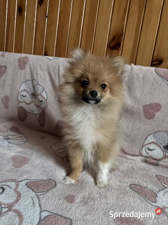 Szpic miniaturowy pomeranian komplet szczepień Częstochowa