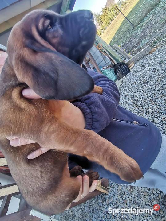 Posokowiec bawarski szczenięta podkarpackie Krosno