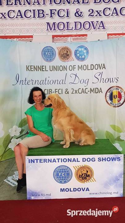 Reproduktor golden retriever ZKWP Opole