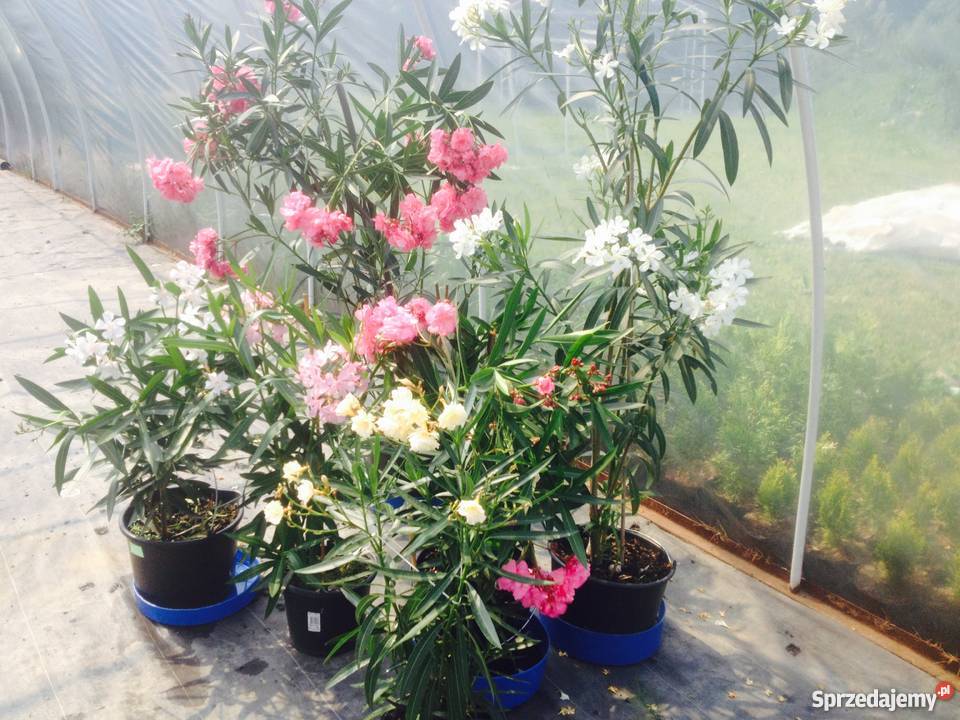 Kwiaty oleandrów Brzeźnica sprzedam