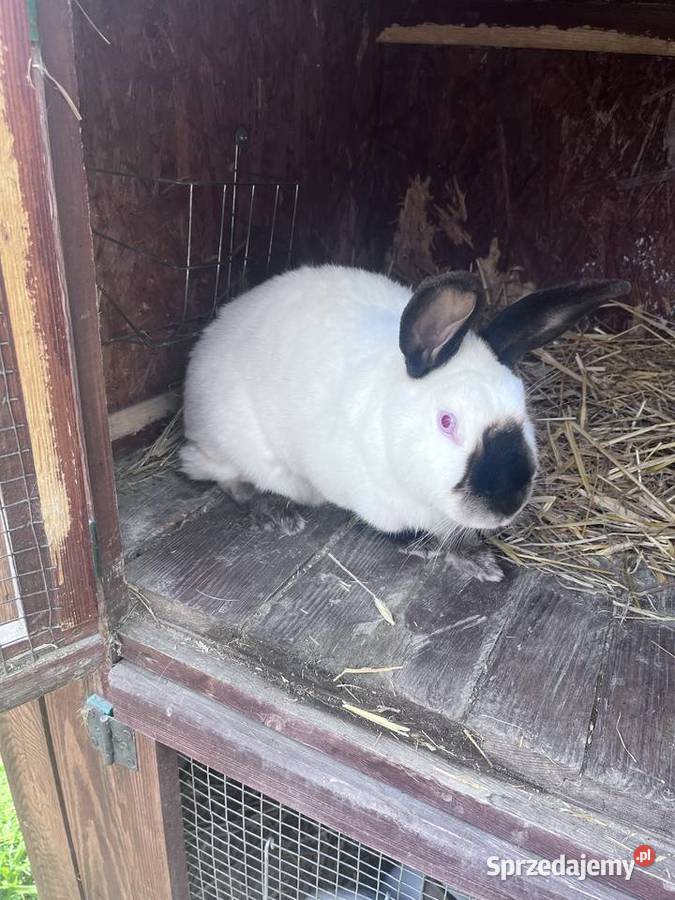 Samica Kalifornijska wielkopolskie Nadstawki sprzedam