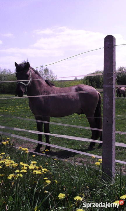 Koń Ogier Konik Polski Zwierzęta Sobótka
