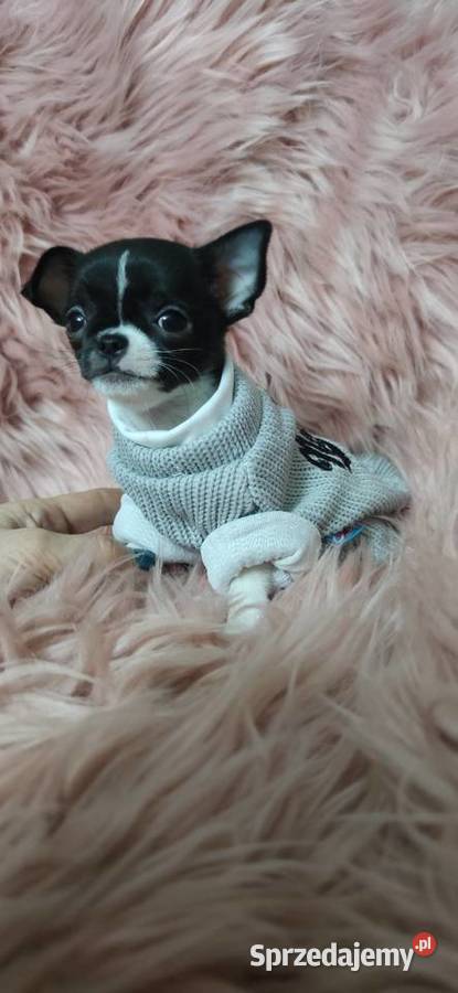Gotowy Do Odbioru Piękny Chłopczyk Chihuahua Ciszkowo sprzedam