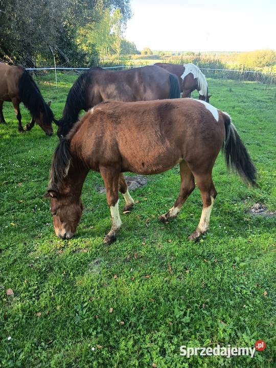 Sprzedam młode chucuły Wygoda sprzedam