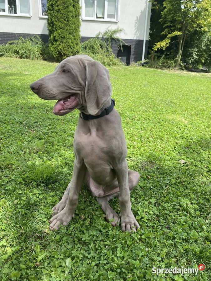 Szczeniak Wyżeł weimarski pies Pozostałe Pozostałe małopolskie Kraków