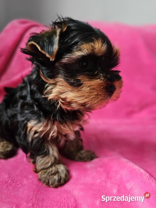 Suczka Yorkshire Terrier York Częstochowa