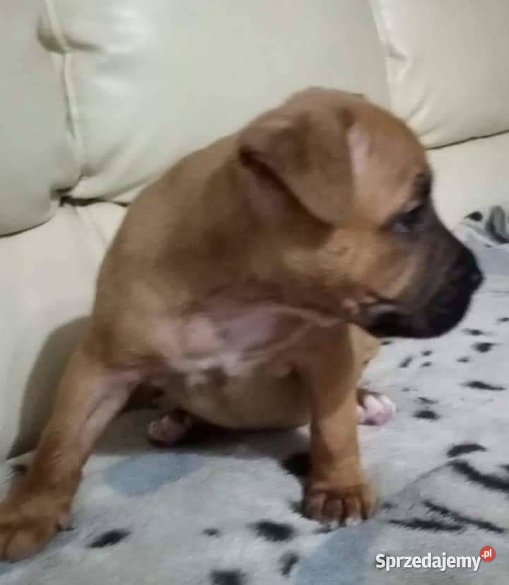 Sprzedam suczkę amstaffa Amstaff kujawsko-pomorskie Kleszczyn