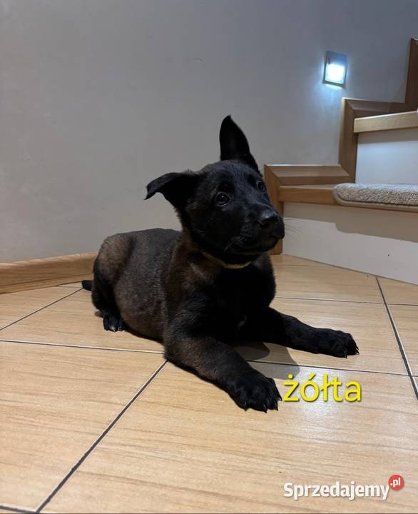 Owczarek belgijski Malinois sprzedam