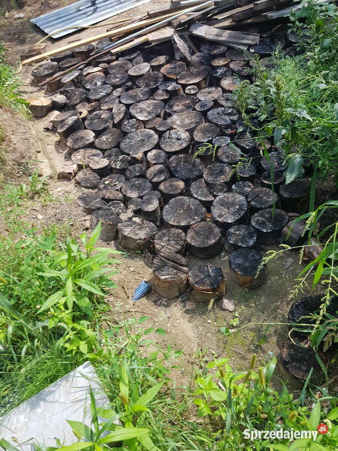 Buk wyprzedaz sezonowany 3 lata Opał