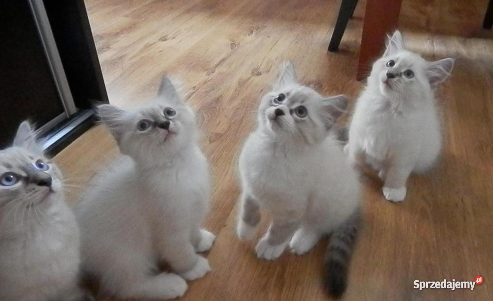 kocięta z Hodowli Sonata Księżycowa Brodnica