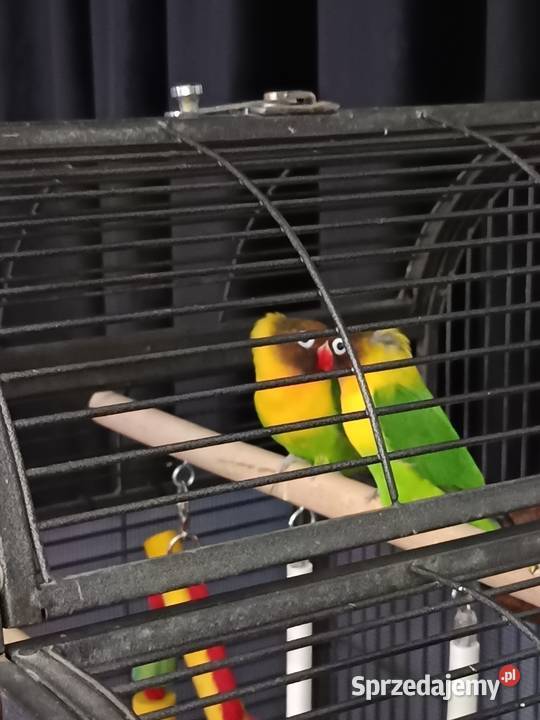 Papużka nierozłączka dobrana para Warszawa