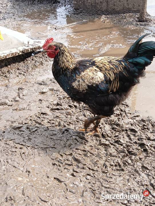Sprzedam koguty Drób i ptactwo Bartoszyce