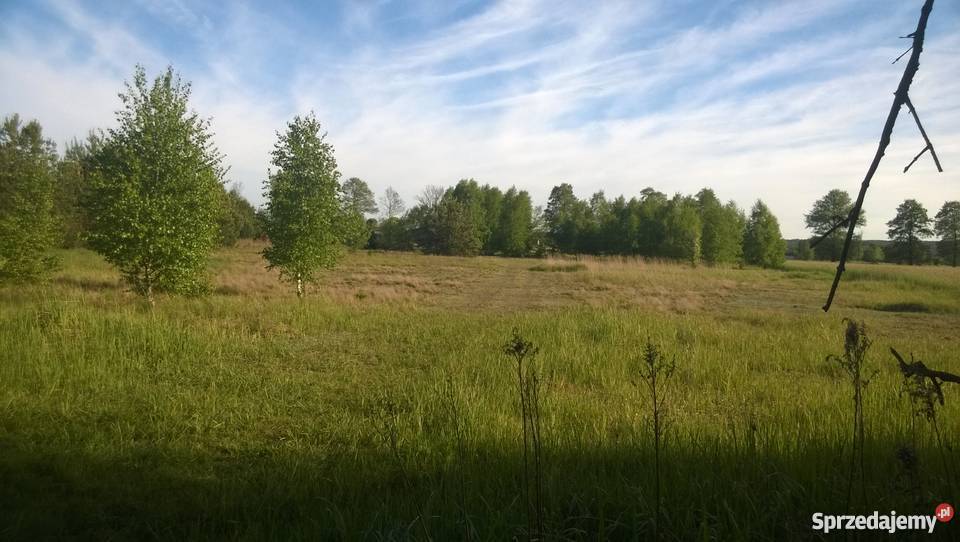 Działka budowlana 10000m2 1ha Wielki Wełcz koło Wielki Wełcz sprzedam