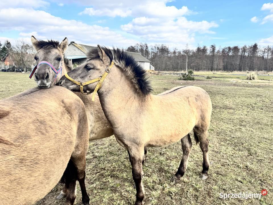 Konik Polski ogier źrebak odsadek Konie Strzegowo