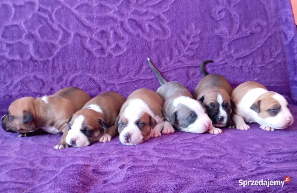 American Staffordshire Terrier Warszawa