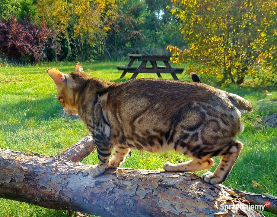 Principessa Bengals kot bengalski kocięta Łódź