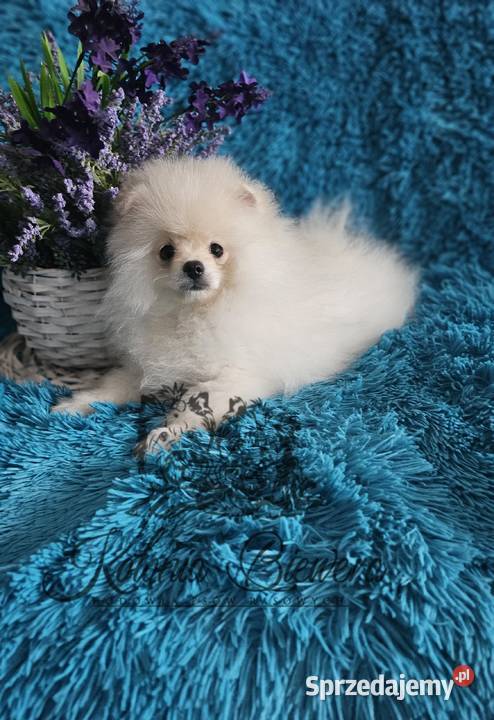 Szpic MiniaturowyPolski piesek Cream PASZPORT