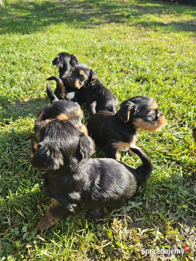 Yorkshire terrier Krościenko nad Dunajcem sprzedam