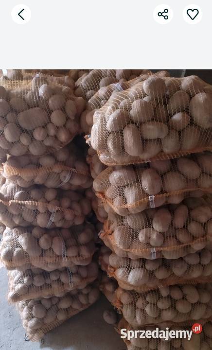 Ziemniaki jadalne Belarosa Lord Transport Wielgomłyny sprzedam