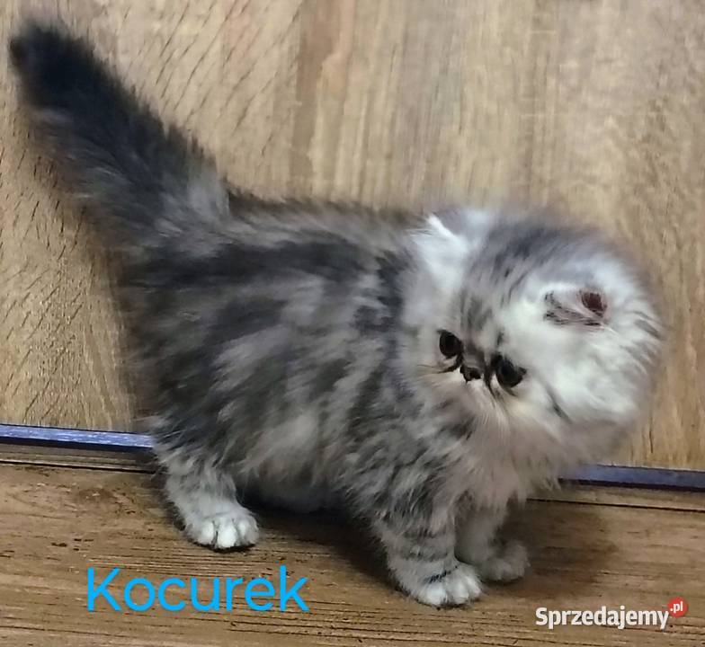 Kocurek puchaty pers Częstochowa