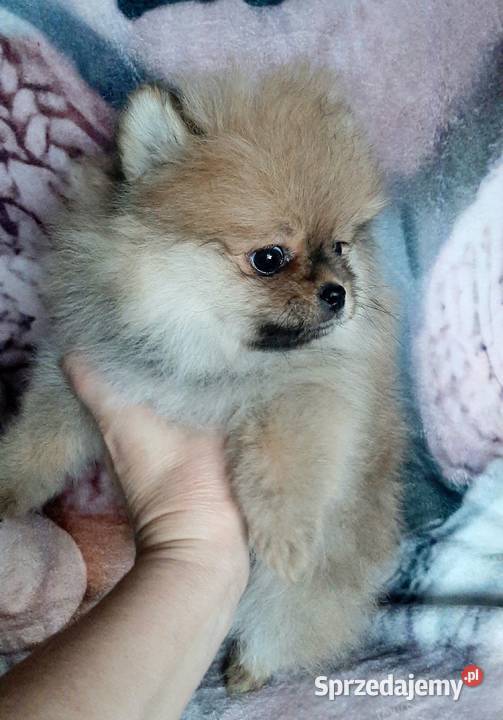 Szpic miniaturowy pomeranian Pabianice