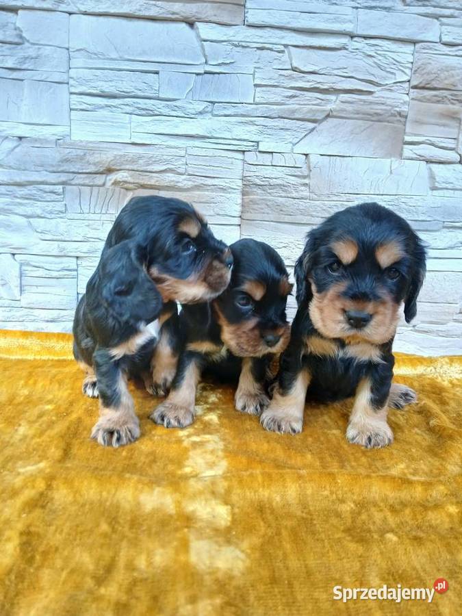 Śliczne Szczenięta Cocker Spaniel Angielski Sieradz