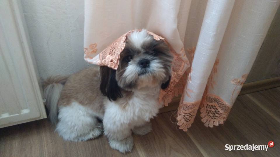 shih tzu z rodowodem pokryje suczkę Shih Tzu Gliwice