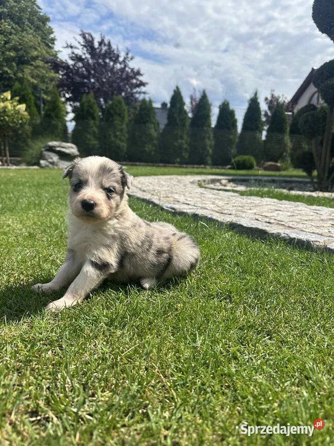 Border Collie szczeniaki FCIZKwP Krzeszyce