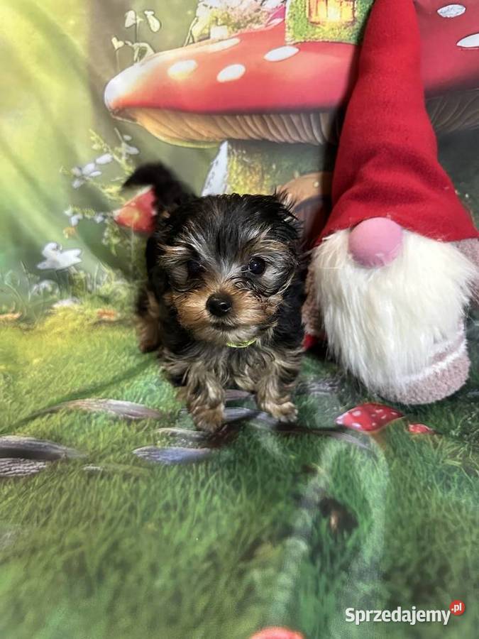 Yorkshire Terrier York Wrocław